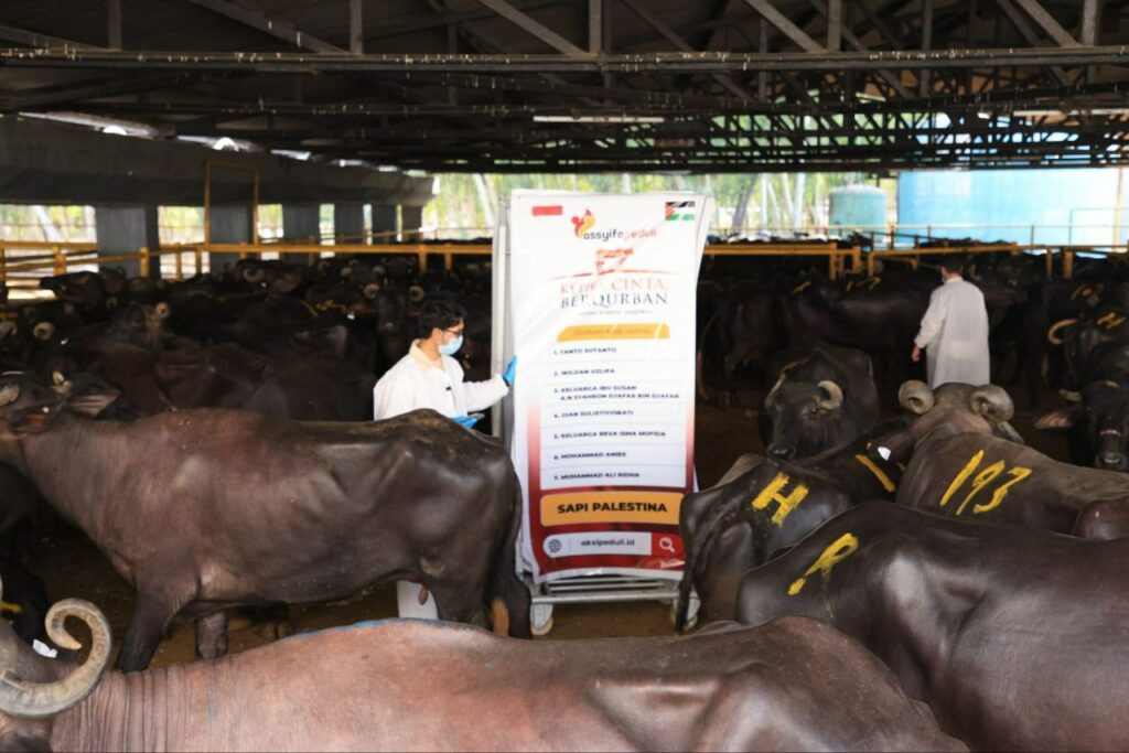 Tak Ada Qurban di Gaza, Assyifa Peduli Bagikan Frozen Meat