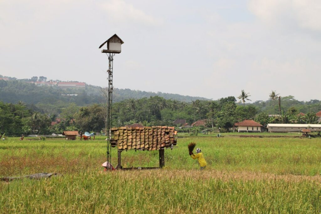 Rubuha, Solusi untuk Petani yang Kerap Gagal Panen