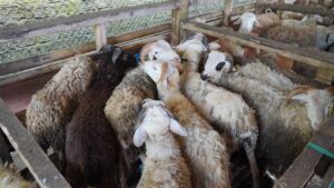 qurban1