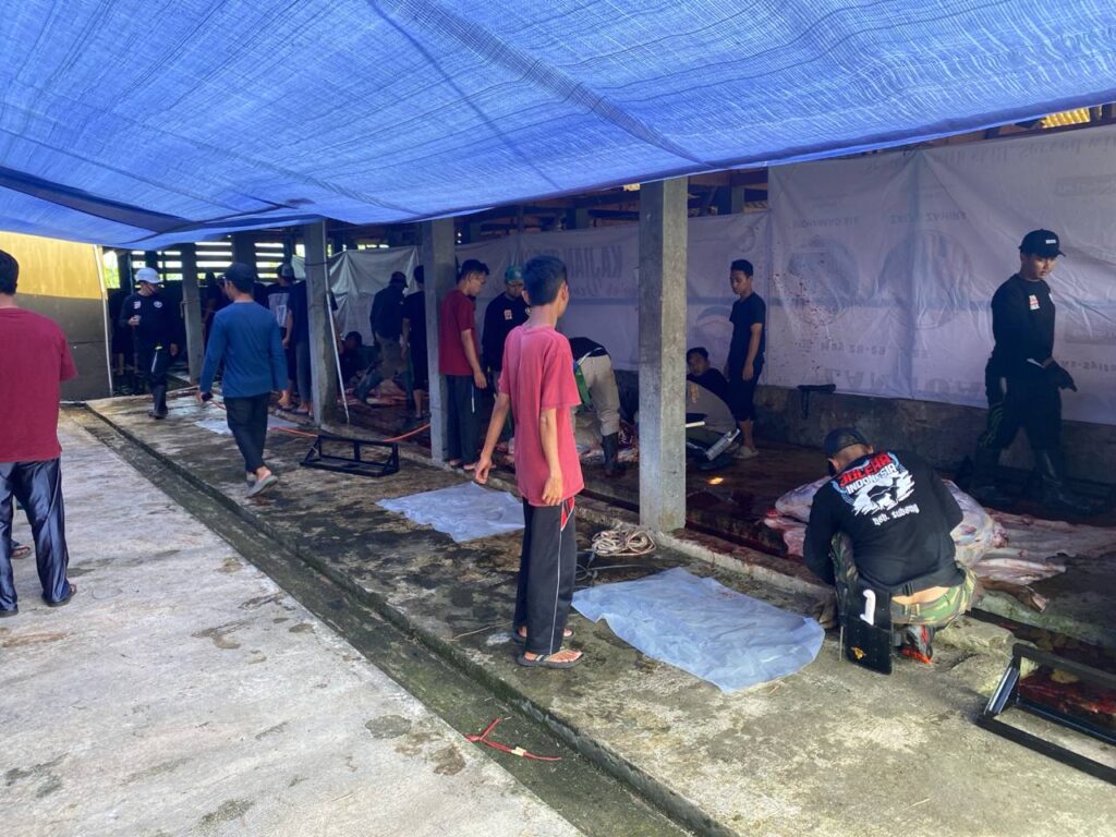 Hari Pertama: Assyifa Peduli siapkan 437 Domba dan 46 Sapi untuk Qurban di Tahun 2025/ 1446 H Hari Pertama: Assyifa Peduli siapkan 437 Domba dan 46 Sapi untuk Qurban di Tahun 2025/ 1446 H