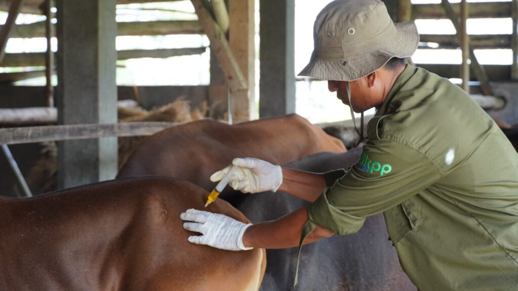 Dinas Peternakan Subang Lakukan Pemeriksaan Kesehatan Hewan Qurban Assyifa Peduli