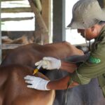 pemeriksaan kesehatan hewan qurban