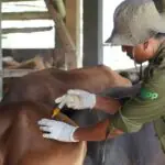 pemeriksaan kesehatan hewan qurban