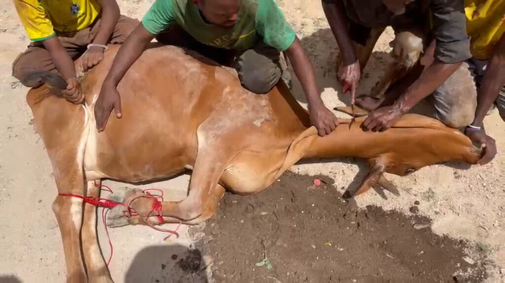 Lintas Benua! Kebaikan Qurban Anda Hadirkan Senyum Bahagia di Somalia