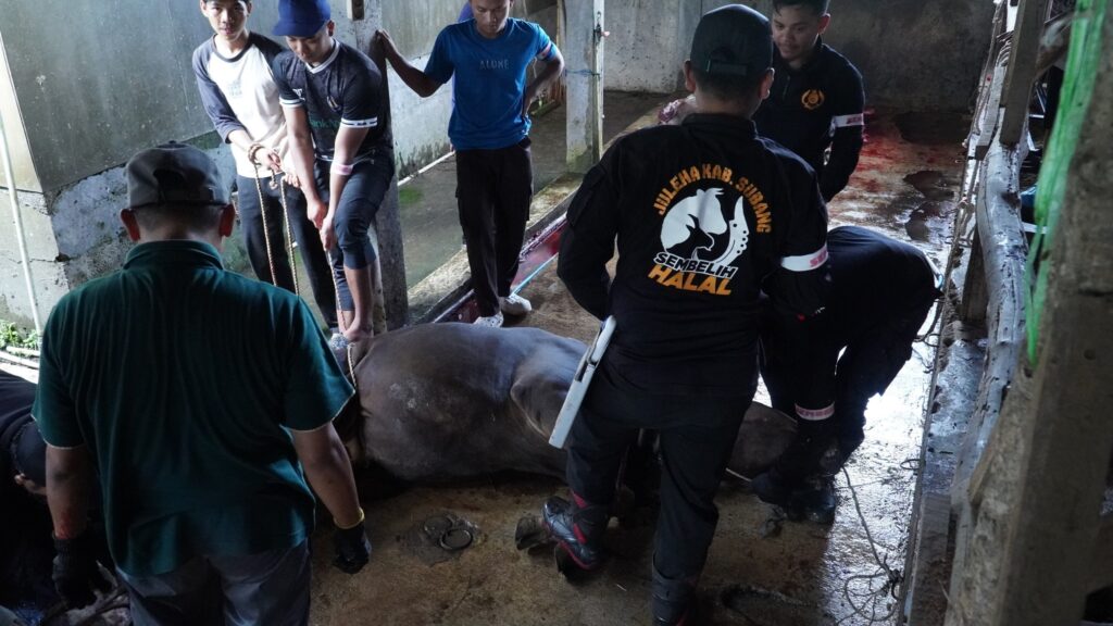 Qurban Bahagia Assyifa Peduli: Hadirkan Keberkahan, Menyempurnakan Amanah, dan Memaksimalkan Manfaat