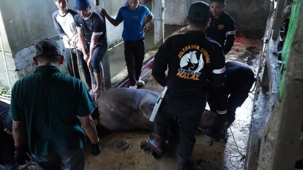 Qurban Bahagia Assyifa Peduli: Hadirkan Keberkahan, Menyempurnakan Amanah, dan Memaksimalkan Manfaat