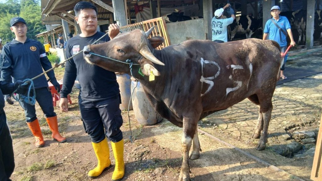 BSI dan LAZ Assyifa Peduli Perkuat Sinergi Qurban, Tebar Manfaat untuk Umat