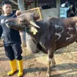 qurban