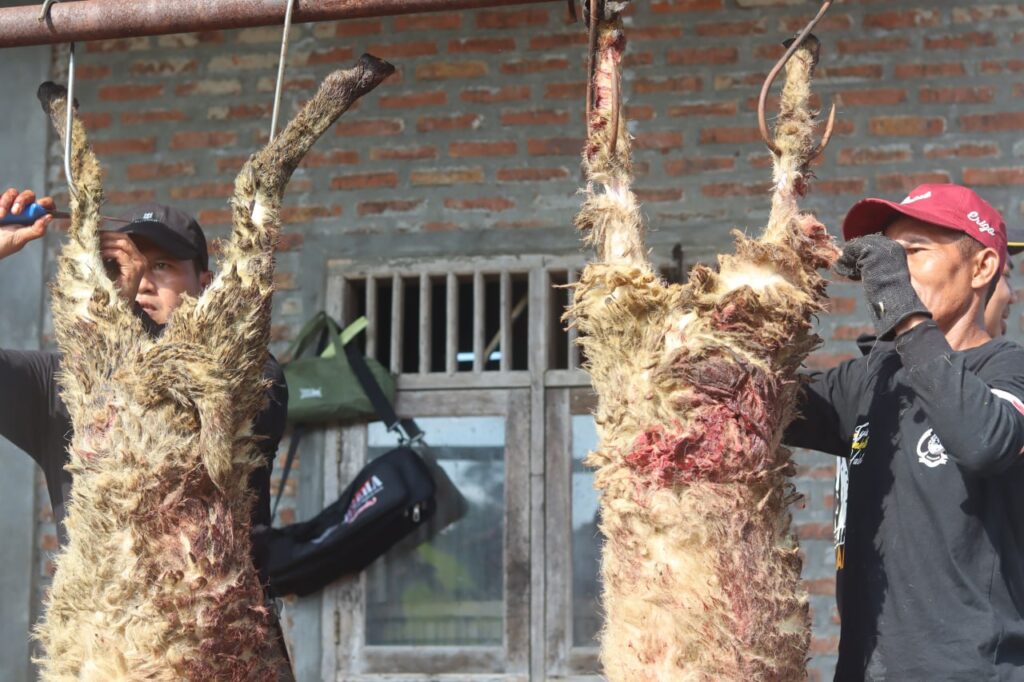 ALHAMDULILLAH, 70.599 SENYUM TELAH MEREKAH BERKAT QURBANMU! ✨